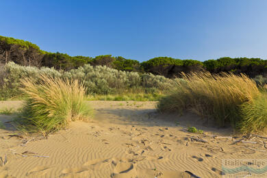 Bibione