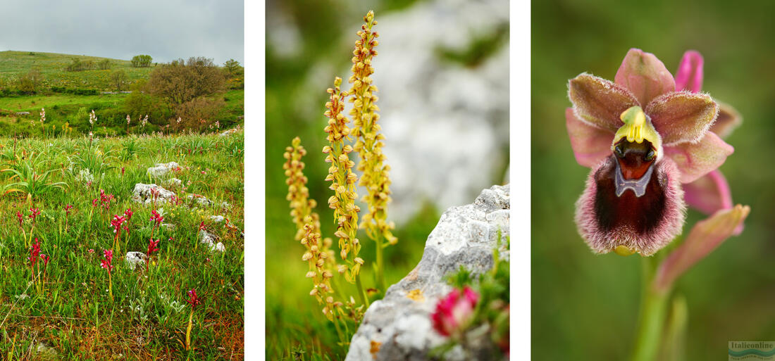 Gargano - louka s divokými orchideami, Aceras antropophorum, Ophrys garganica