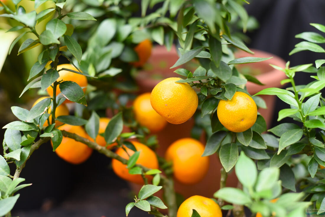 chinotto