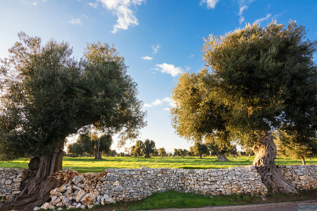 Itinerario dei Giganti - Ostuni