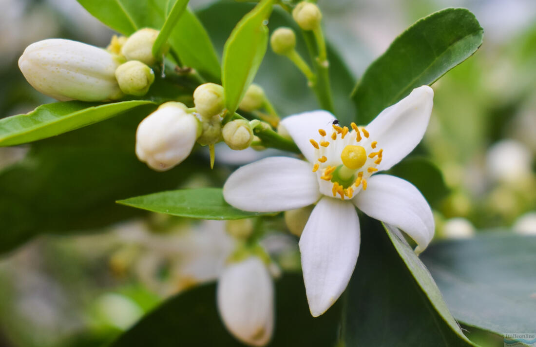 Neroli