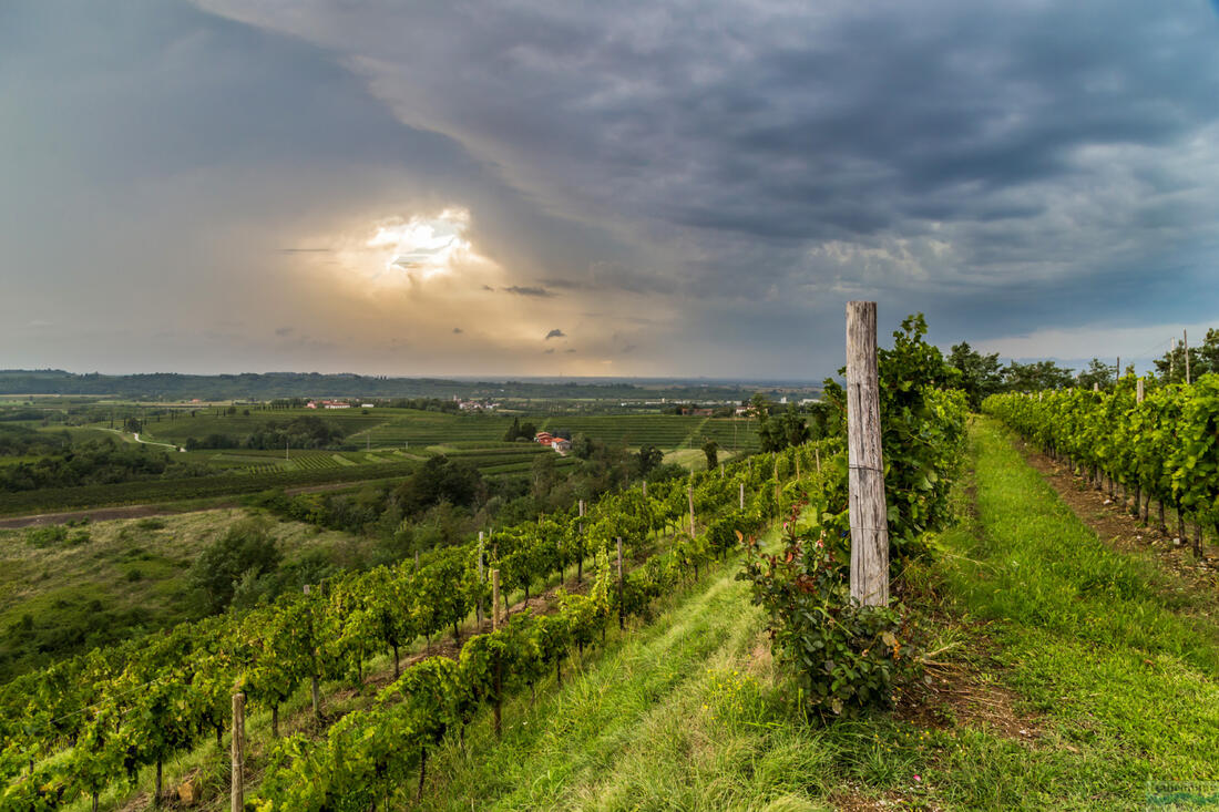 Collio - vinice