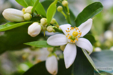 Neroli, pomerančový symbol luxusu