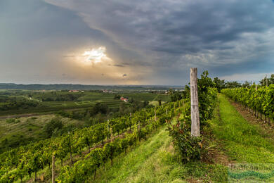 Collio: království vína a kulinářských lahůdek